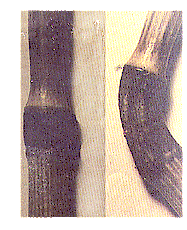 c12